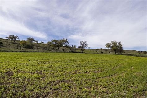 Campo de cultivo de lentejas