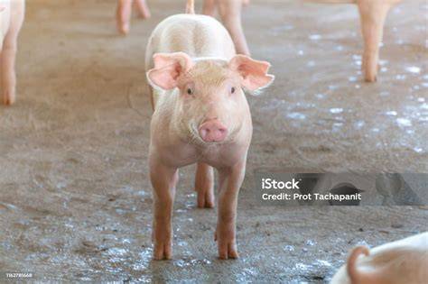Fecundidad del cerdo