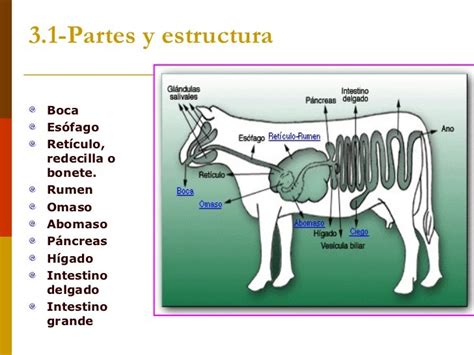 Esquema del aparato digestivo de un rumiante