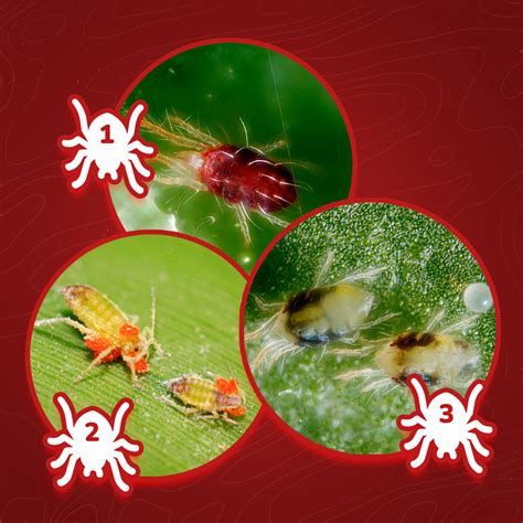 Primeros signos de infestación por araña roja en hojas