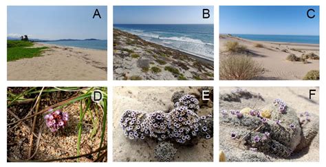 Gráfico comparativo de la vegetación en las Dunas de Maspalomas entre 1961 y la actualidad