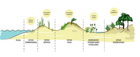 Imagen de los sistemas dunares de Maspalomas con ejemplos de flora