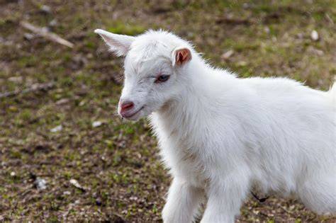 Cabrito recién nacido consumiendo calostro