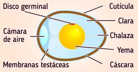 Estructura de un huevo