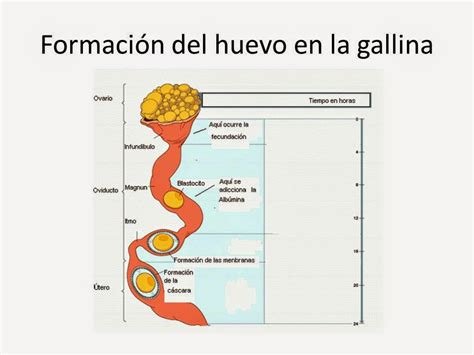 Proceso de formación del huevo en la gallina