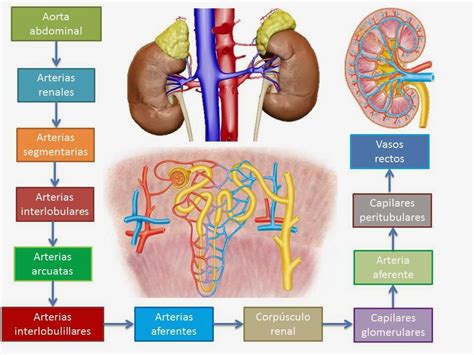 Esquema sobre la función renal y la dieta