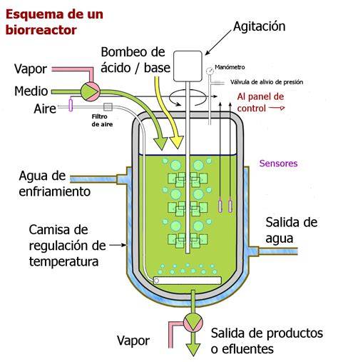 Esquema de un biorreactor industrial para fermentación