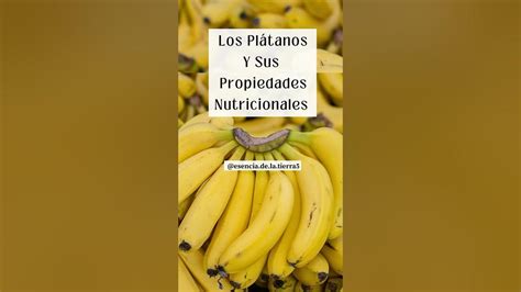 Plátanos y sus propiedades energéticas
