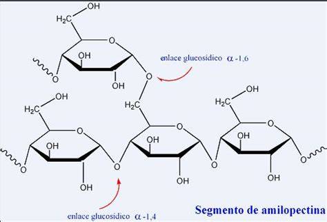 Esquema de las moléculas de amilosa y amilopectina