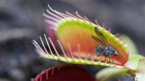 Planta carnívora atrapando un insecto