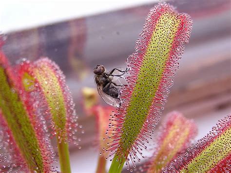 Drosera con insecto atrapado en sus pelos pegajosos