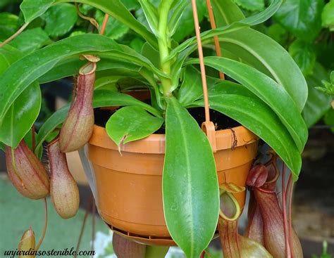 Planta Nepenthes con su jarra