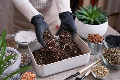 Sustrato y maceta adecuada para plantas carnívoras