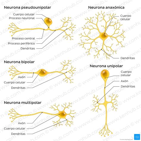 Diagrama de las neuronas POMC y su interacción con el azúcar