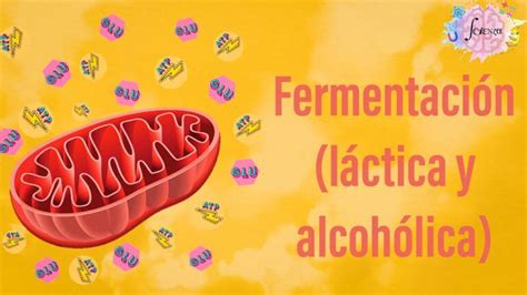Diferencias entre fermentación homofermentativa y heterofermentativa