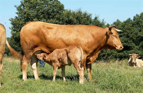 Vaca Rubia Galega