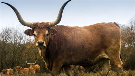 Vaca Cachena