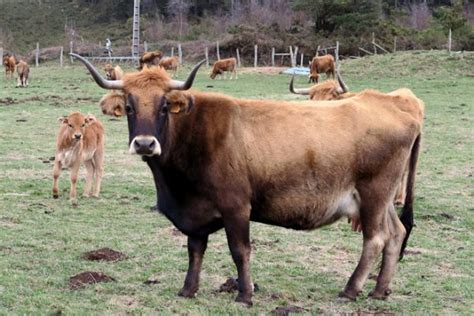 Vaca Vianesa