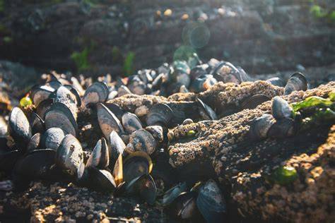 Mejillones de Galicia en su entorno natural