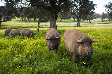 Cerdo ibérico alimentándose en la dehesa extremeña