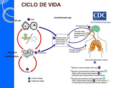 Esquema del ciclo de vida de la Salmonella