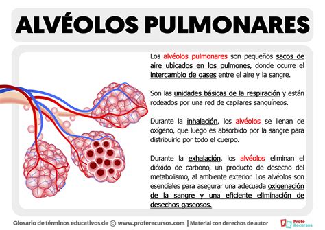 Esquema de la formación de alvéolos en la miga del pan debido a la fermentación del dióxido de carbono