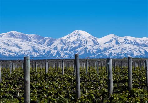 Bodegas y viñedos de la región de Alicante
