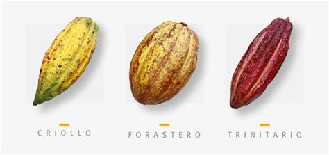 Diferencias entre cacao criollo y forastero