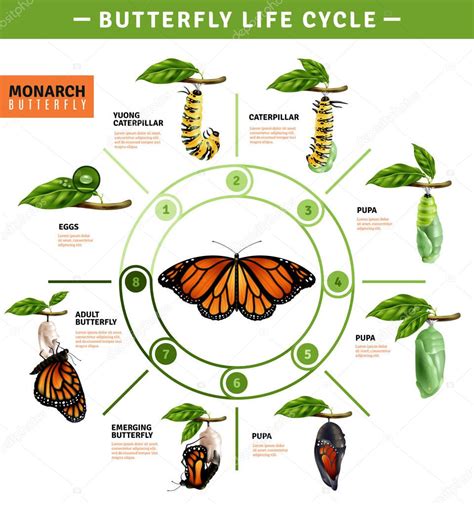 Ciclo de vida de la mariposa blanca de la col