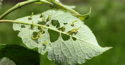 Daños causados por gusanos de la col en hojas de coliflor