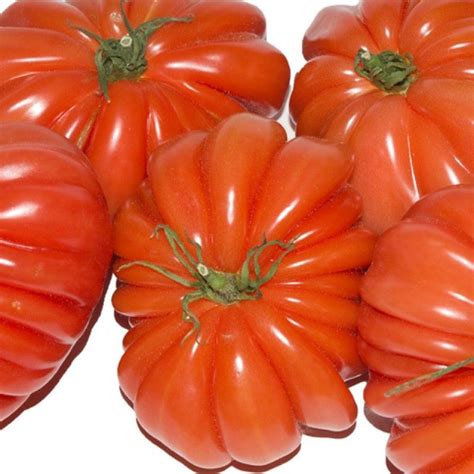 Tomates Corazón de Buey frescos