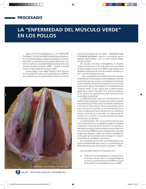 Infografía: Factores que influyen en la enfermedad del músculo verde en pollos