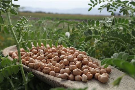 Cultivos de legumbres en la finca de Cal Carbonell