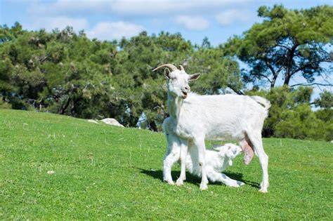 Cabra con su cabrito