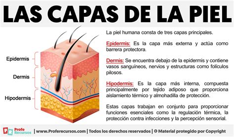 Esquema de las capas de la piel y el envejecimiento