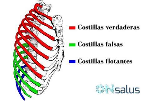 Diagrama de las costillas verdaderas, falsas y flotantes