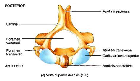 Apófisis transversa de una vértebra cervical