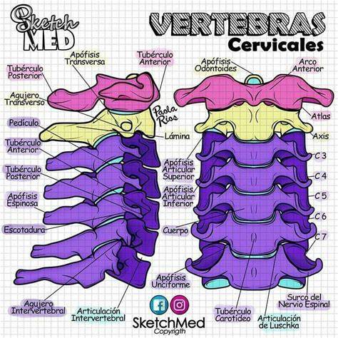 Esquema de las vértebras cervicales, torácicas y lumbares