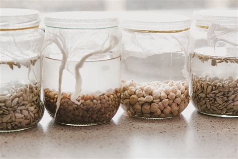 Remojo de semillas de calabaza para germinación