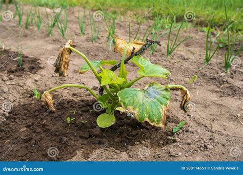 Plantas dañadas por helada