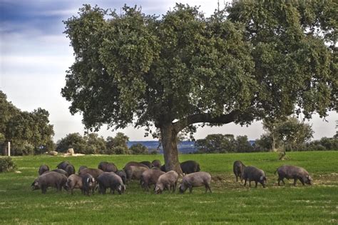 Árboles de encina en la dehesa.