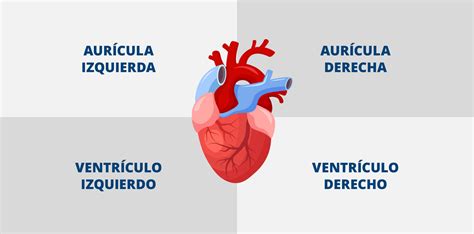 Esquema de las cuatro cavidades del corazón de un mamífero: aurículas y ventrículos