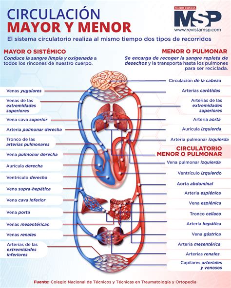 Esquema de la circulación mayor y menor en el sistema cardiovascular
