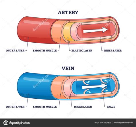 Comparación de la estructura de una vena y una arteria de tamaño medio