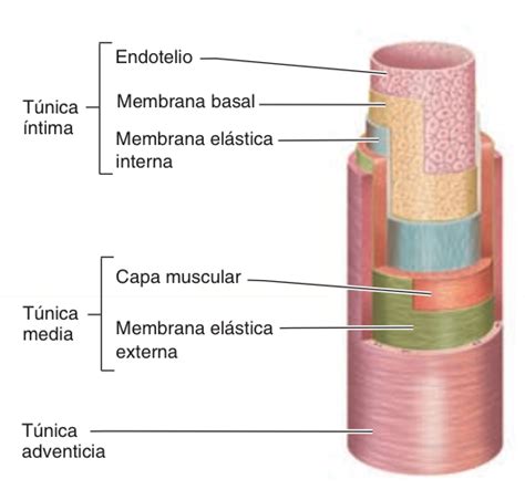 Diagrama de las capas de una arteria elástica