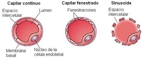Tipos de capilares sanguíneos: continuos, fenestrados y discontinuos