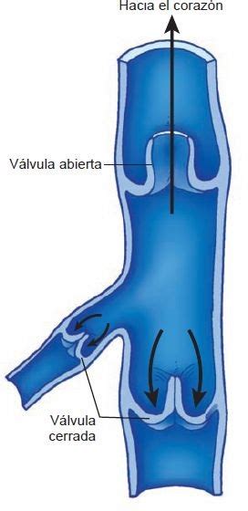 Válvula venosa impidiendo el flujo retrógrado de la sangre