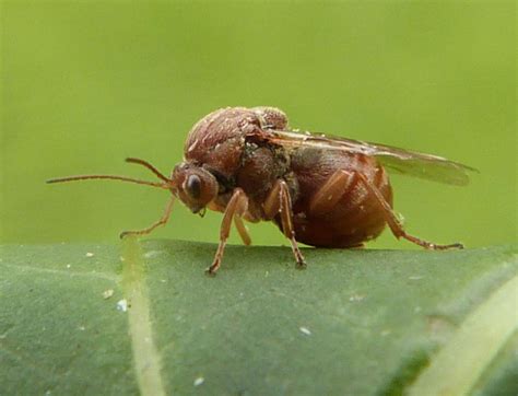 Agallas esféricas en roble inducidas por Andricus kollari