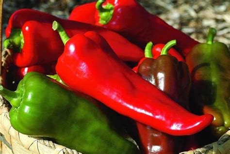 Pimientos Corno di Toro de diferentes colores