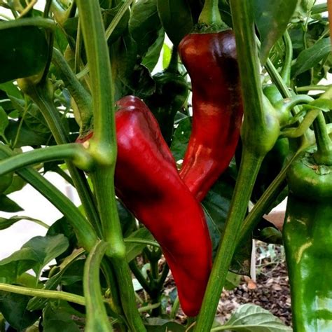 Planta de pimiento Corno di Toro en floración